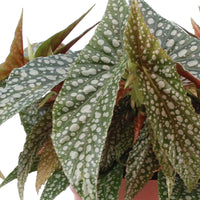 Bladbegonia Begonia cane Hotspot - Groene kamerplanten