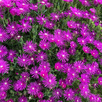 6x IJsbloem Delosperma cooperi roze - Winterhard - Borderplanten