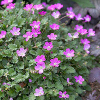 Reigersbek Erodium Bishops Form Roze-Paars - Winterhard - Nieuw outdoor