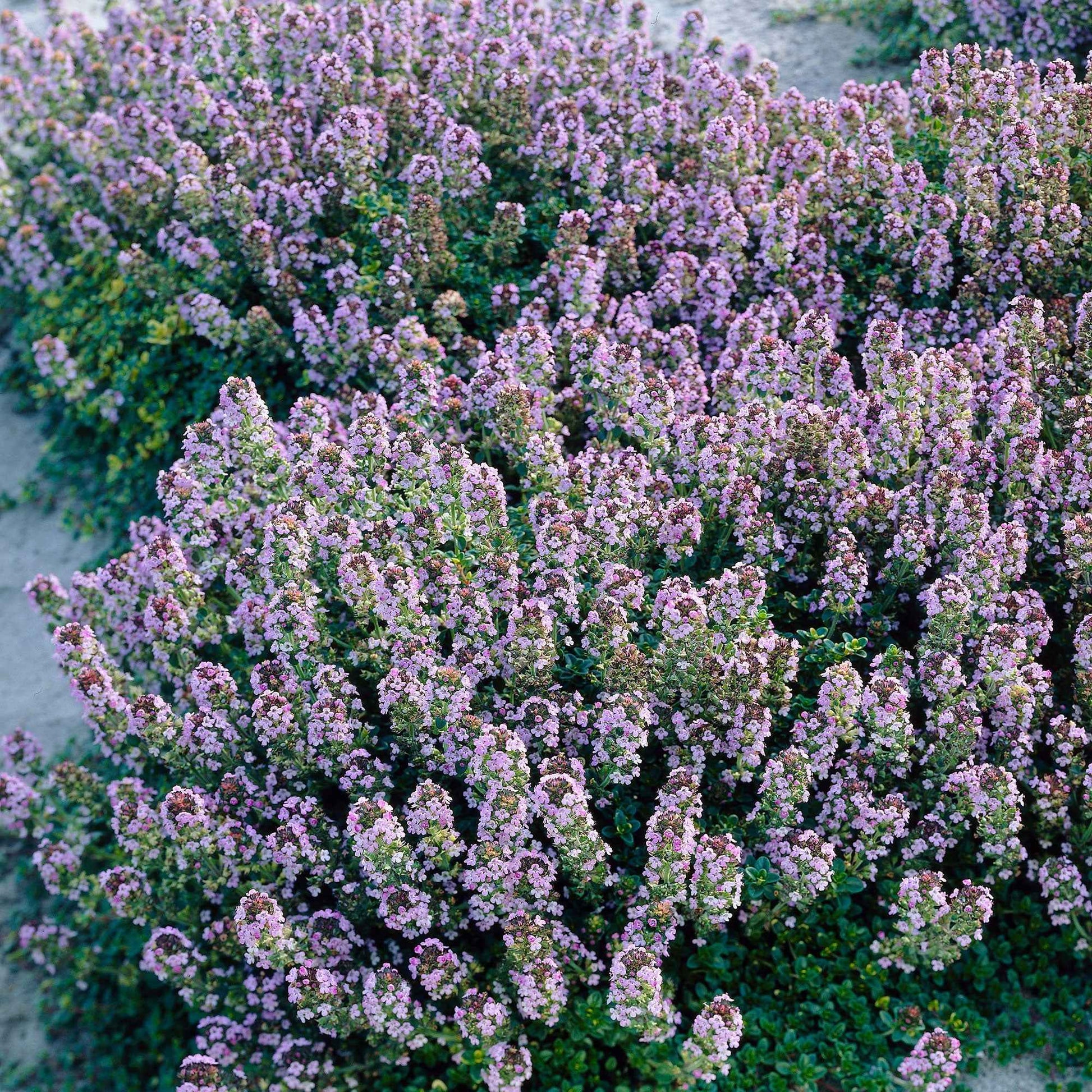 6x Citroentijm Thymus Doone Valley roze - Winterhard - Alle vaste tuinplanten