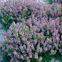 6x Citroentijm Thymus Doone Valley roze - Winterhard - Bodembedekkers