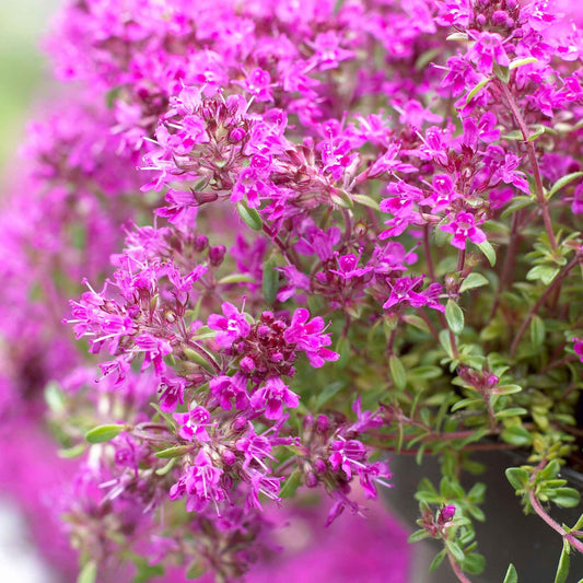 Kruiptijm Purple Beauty - Bodembedekkers