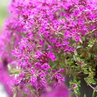 Kruiptijm Purple Beauty - Tuinplanten
