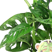 Gatenplant Monkey Leaf - Groene kamerplanten