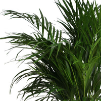 Areca palm Dypsis lutescens XL incl. zeegras mand - Binnenplant in pot cadeau