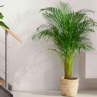 Areca palm Dypsis lutescens XL incl. zeegras mand - Alle palmen