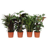 4x Bidplant Calathea, Ctenanthe - Mix Luchtzuiverende planten - Huiskamerplanten