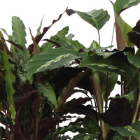 4x Bidplant Calathea, Ctenanthe - Mix Luchtzuiverende planten - Groene kamerplanten