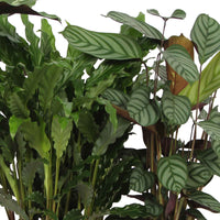 4x Bidplant Calathea, Ctenanthe - Mix Luchtzuiverende planten - Calathea