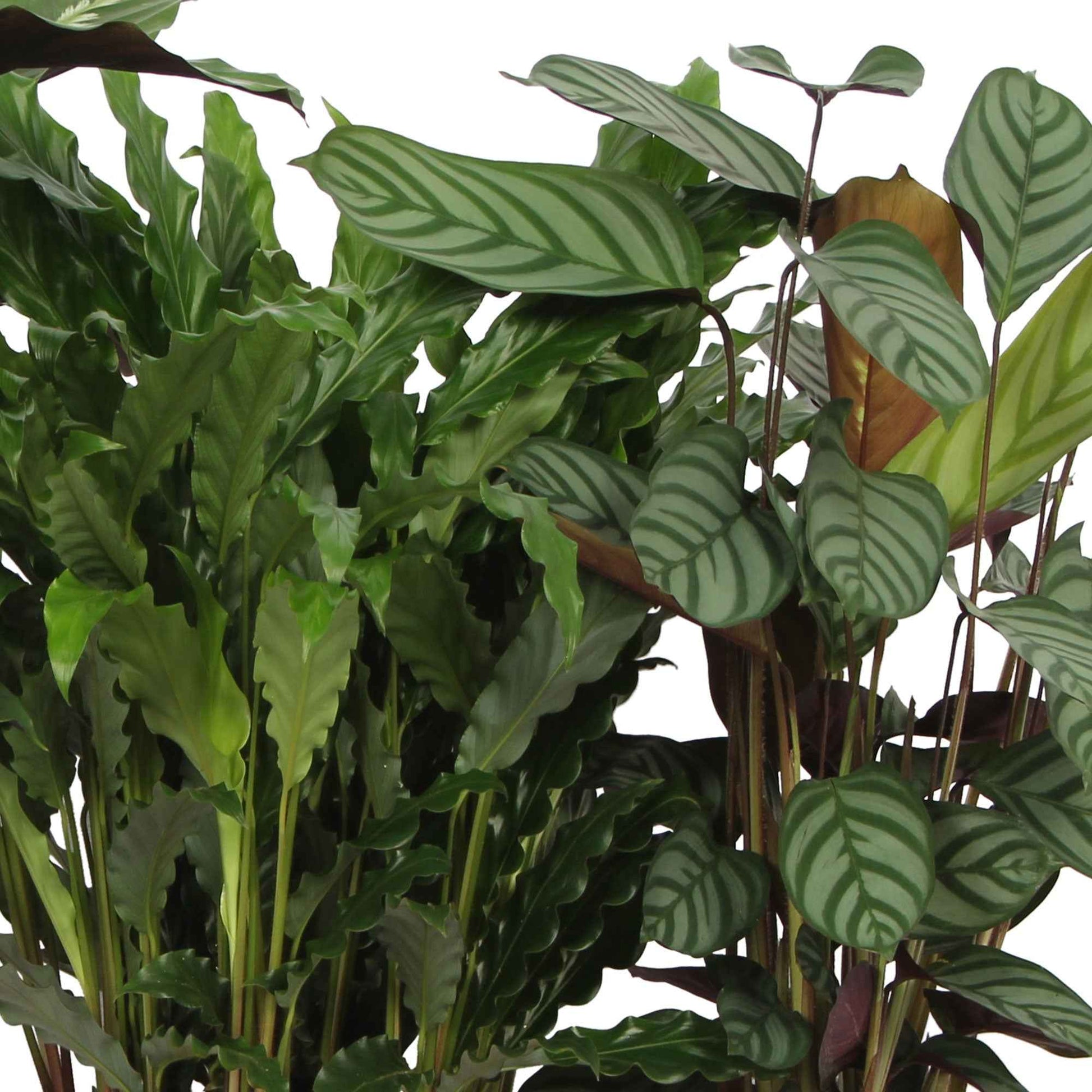 4x Bidplant Calathea, Ctenanthe - Mix Luchtzuiverende planten - Diervriendelijke kamerplanten