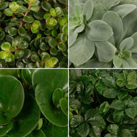 4x Groene kamerplanten - Mix Eden Collection - Huiskamerplanten