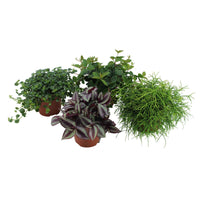 4x Groene kamerplanten - Mix Hangende Groentjes - Alle makkelijke kamerplanten