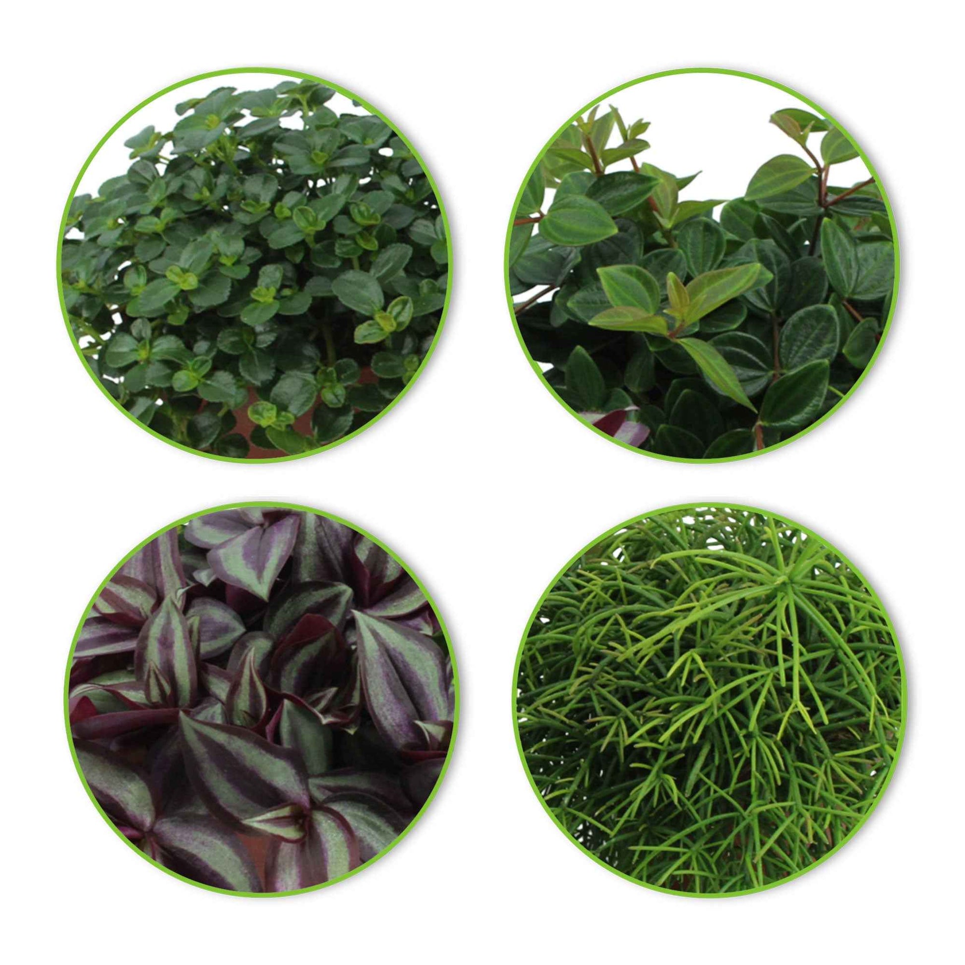4x Groene kamerplanten - Mix Hangende Groentjes - Binnenplanten in sierpot