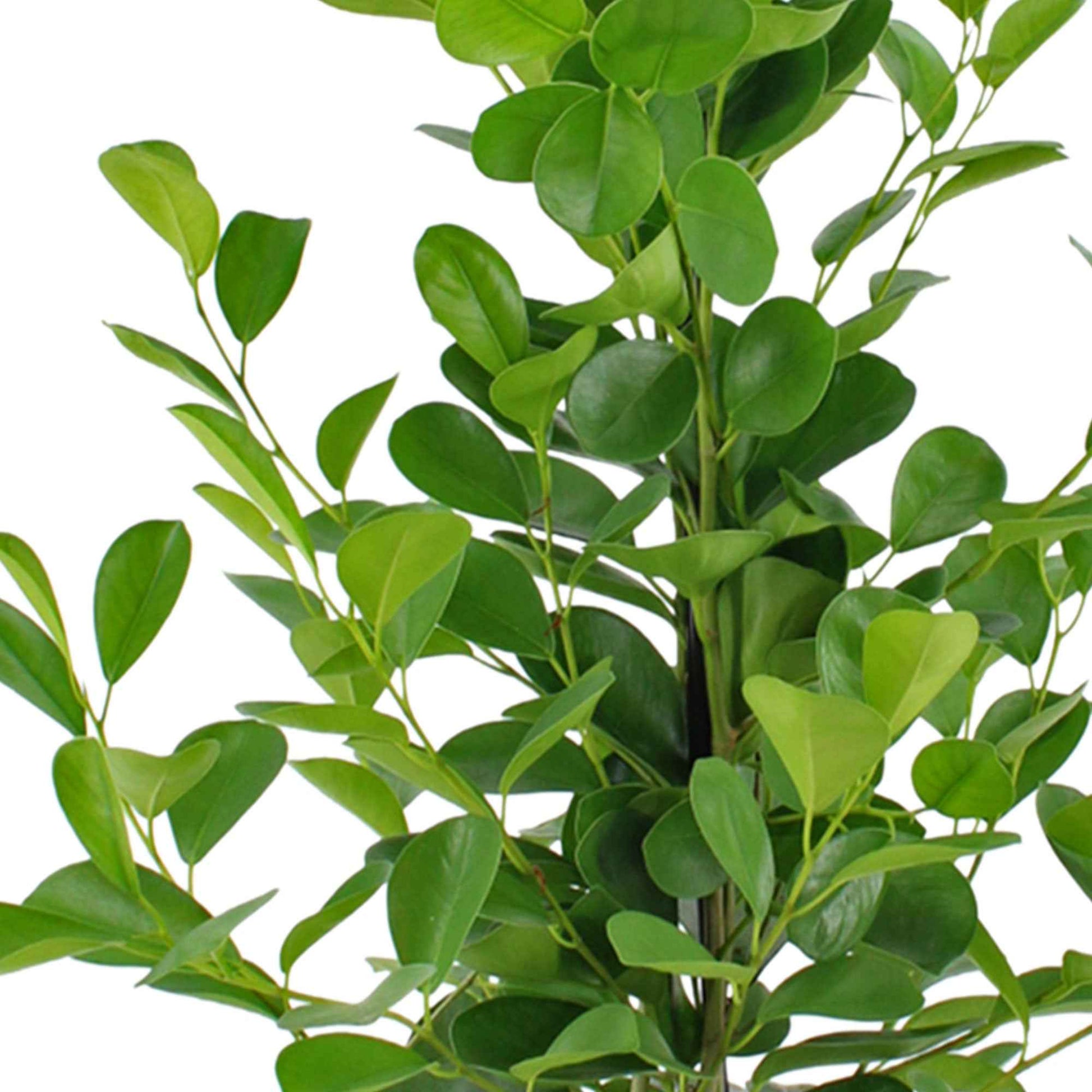 Treurvijg Ficus Moclame XL - Binnenplanten in sierpot