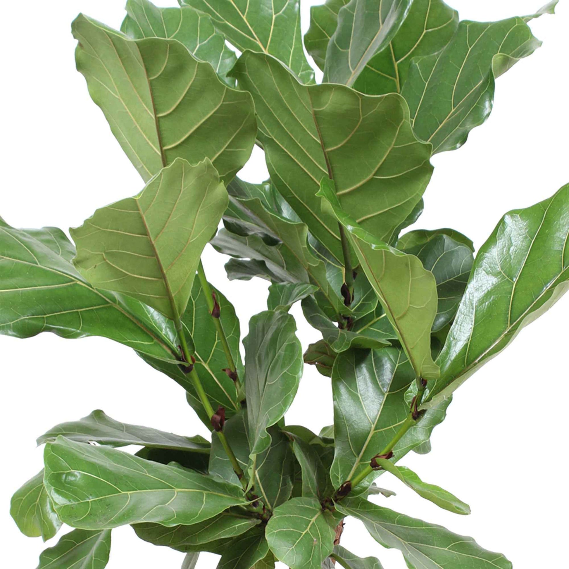 Vioolbladplant Ficus lyrata - vertakt - Grote kamerplanten