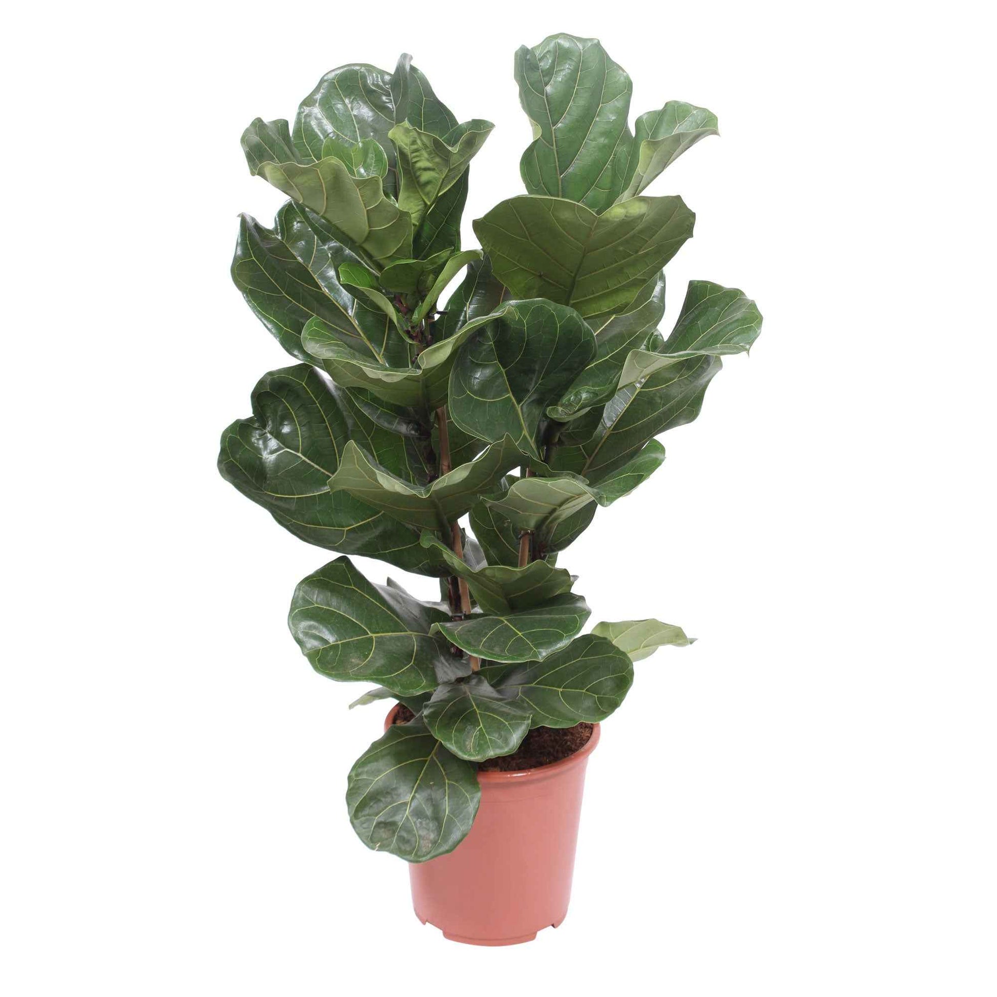 Vioolbladplant Ficus lyrata Warb - Ficus