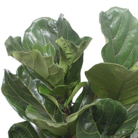 Vioolbladplant Ficus lyrata Warb - Groene kamerplanten