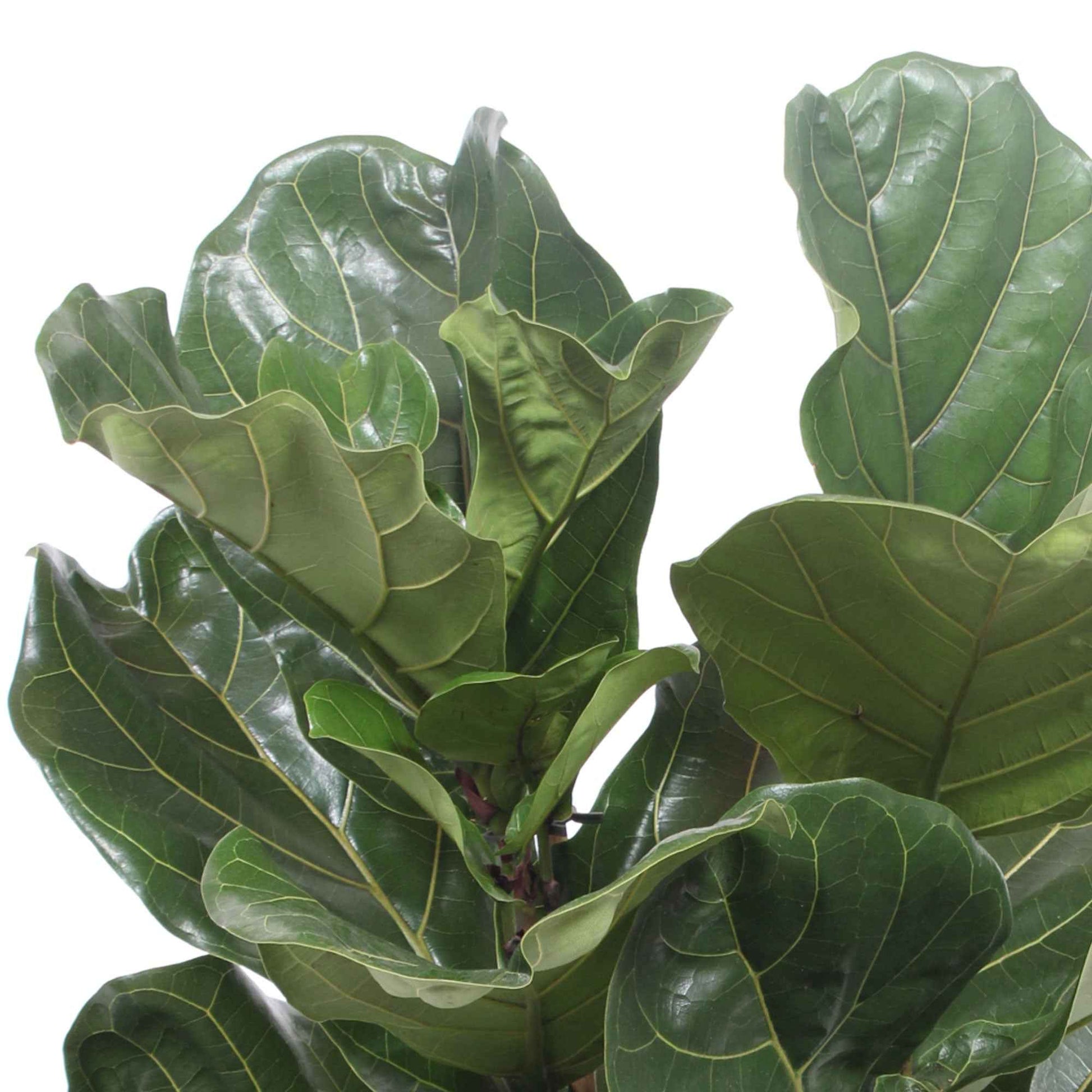 Vioolbladplant Ficus lyrata Warb - Groene kamerplanten