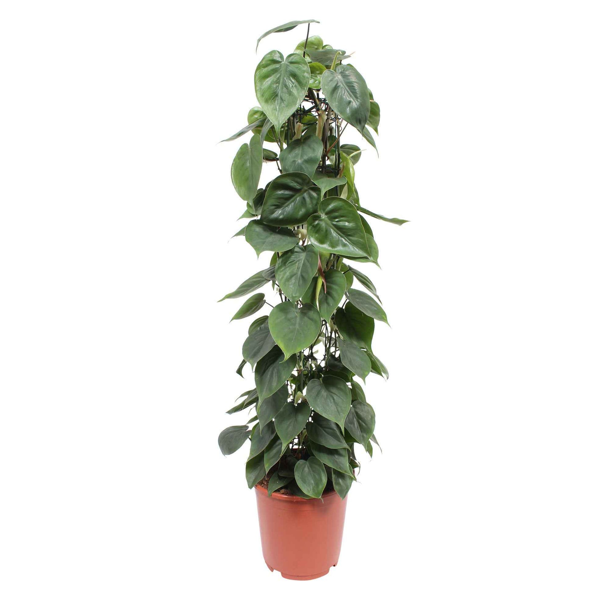 Philodendron scandens - Alle makkelijke kamerplanten