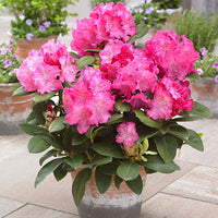 Rhododendron Germania roze - Winterhard - Heesters voor terras en balkon