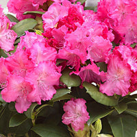 Rhododendron Germania roze - Winterhard - Bloeiende struiken