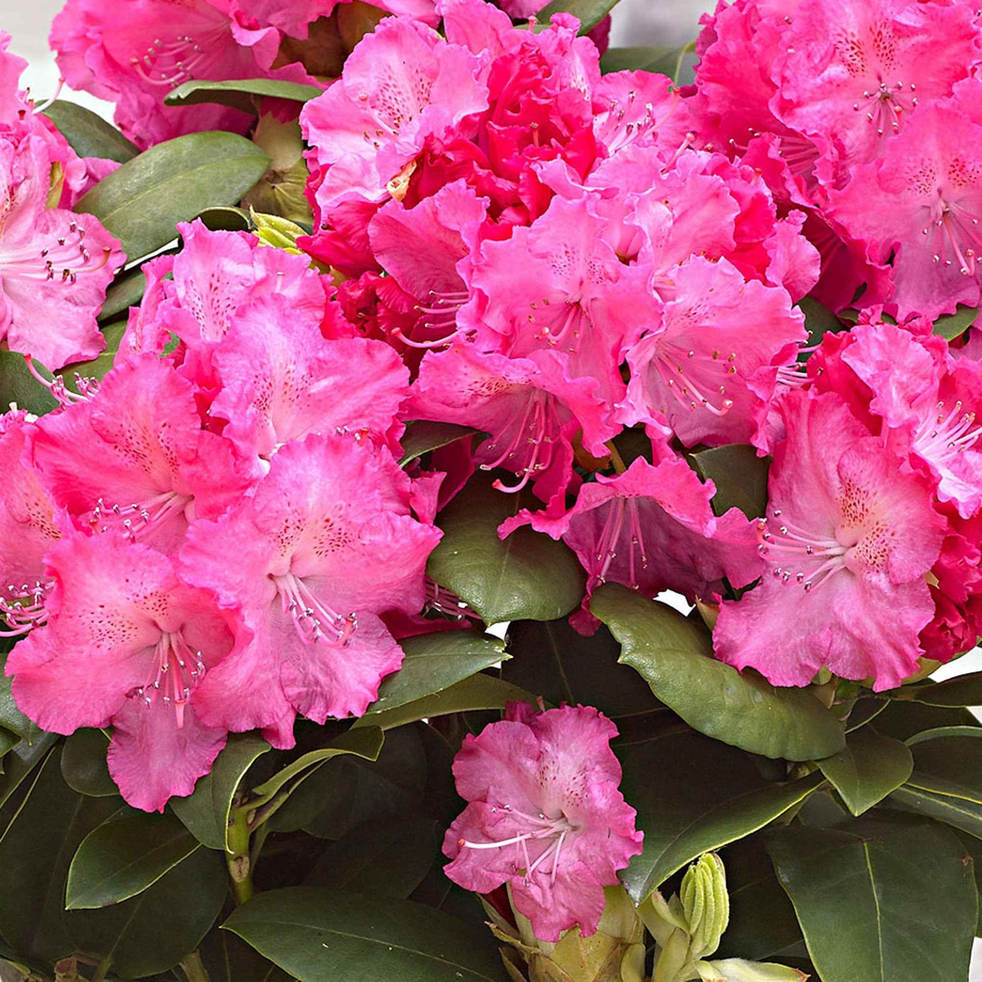 Rhododendron Germania roze - Winterhard - Bloeiende struiken