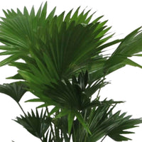 Waaierpalm Livistona rotundifolia - Huiskamerplanten