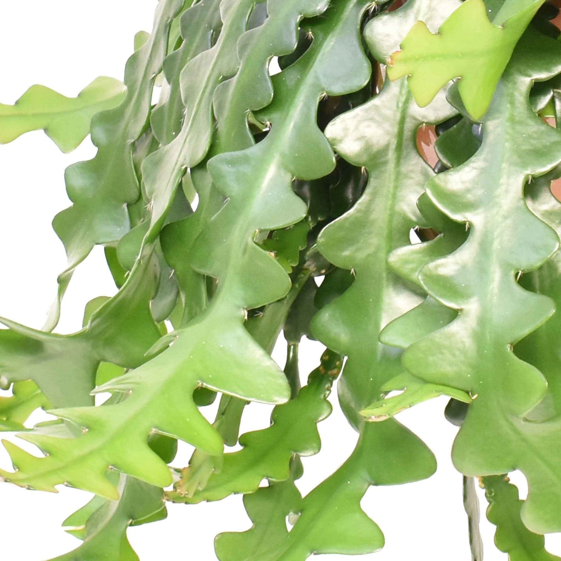 Succulent Selenicereus anthonyanus - Hangplant - Groene kamerplanten