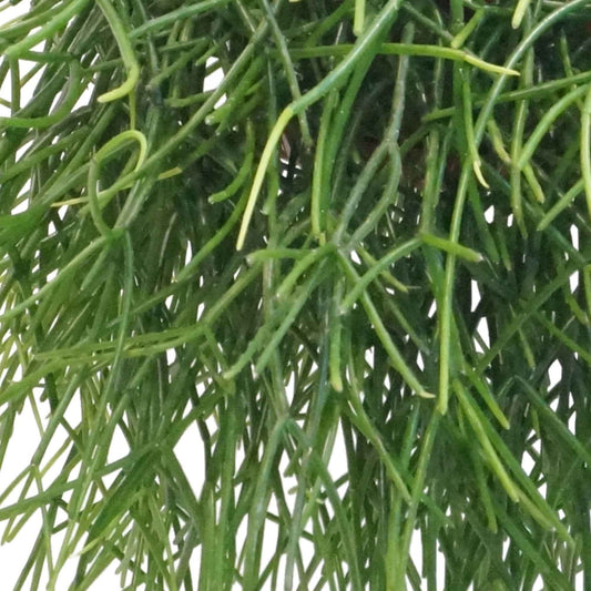 Koraalcactus Rhipsalis pulchra - Alle makkelijke kamerplanten
