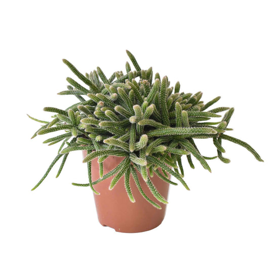 Koraalcactus Rhipsalis Horrida - Alle makkelijke kamerplanten