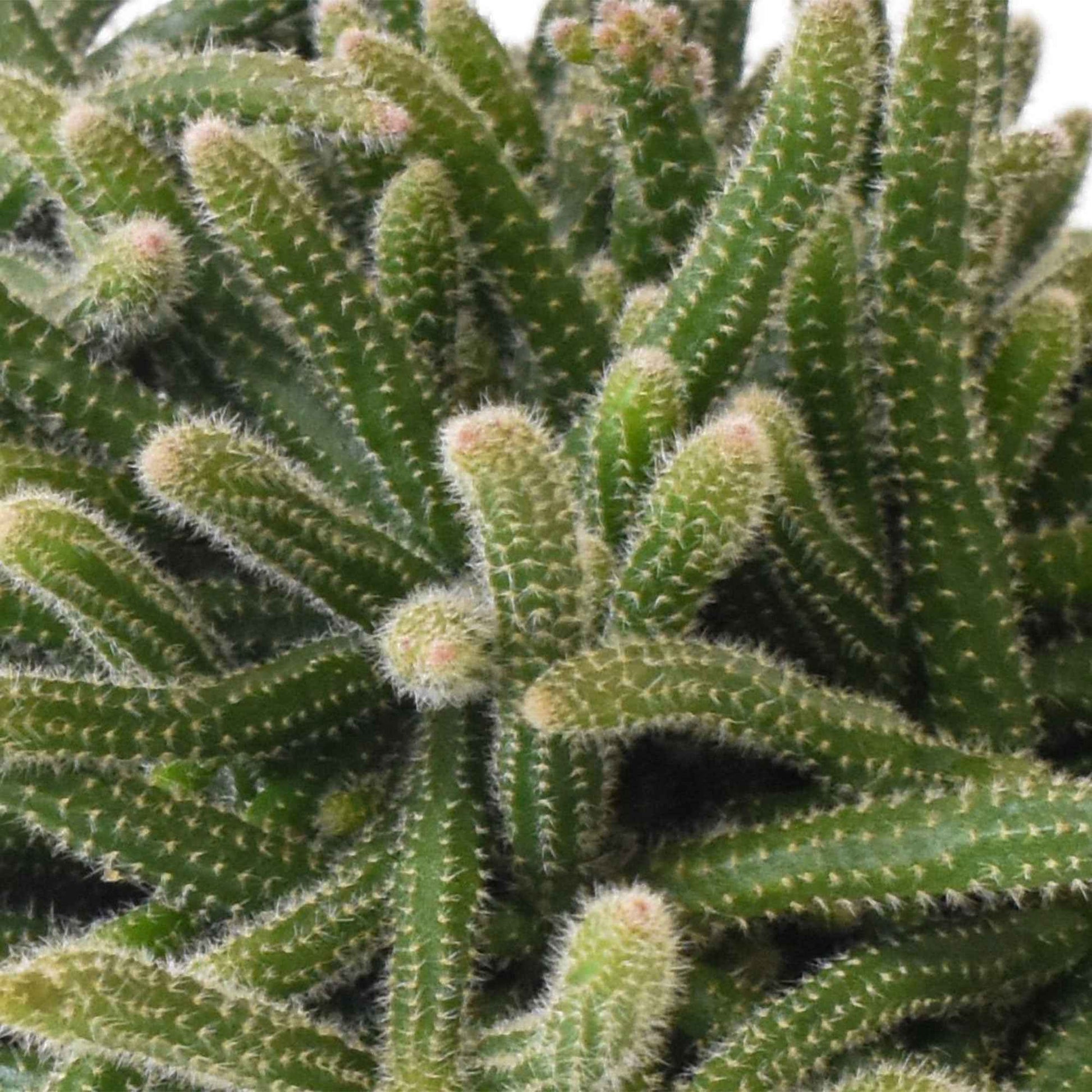 Koraalcactus Rhipsalis Horrida - Groene kamerplanten