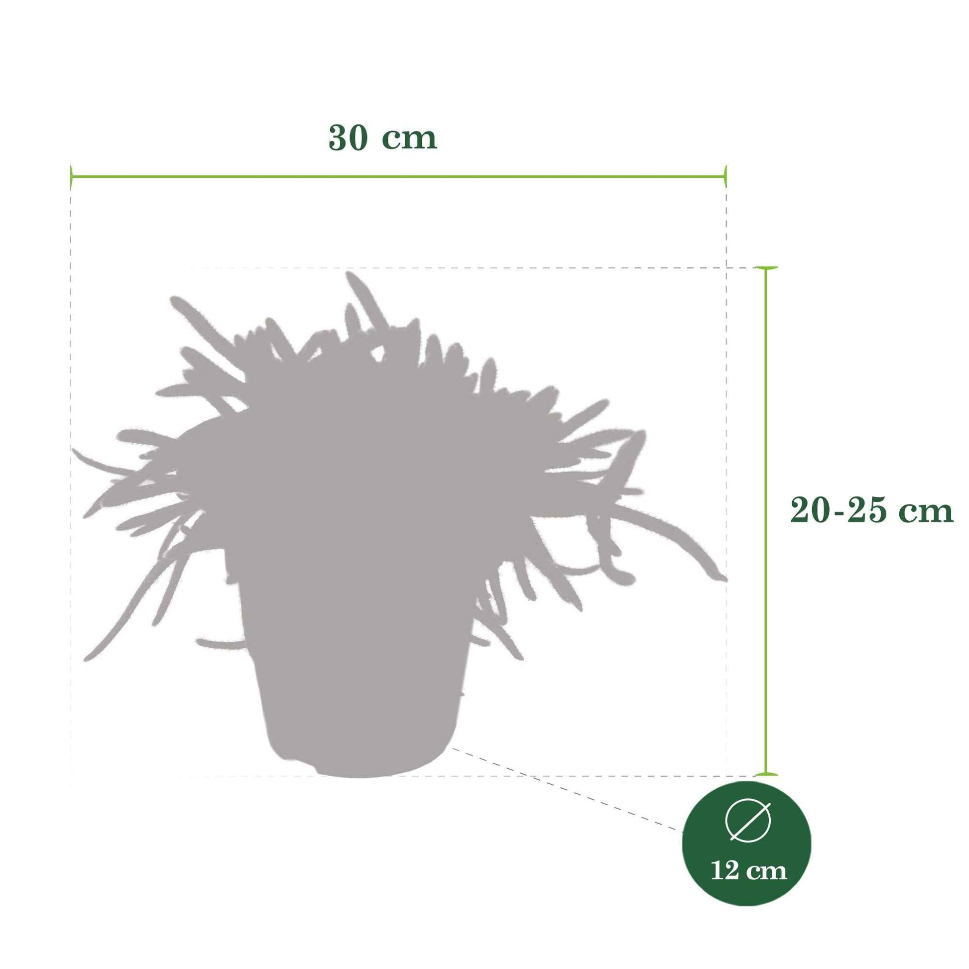 Koraalcactus Rhipsalis Horrida - Kamerplanten