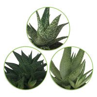 3x Succulent Aloe - Mix - Alle makkelijke kamerplanten