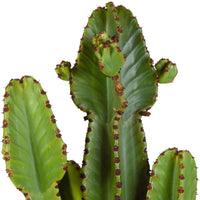Cowboycactus Euphorbia ingens - Cactus