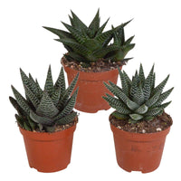 3x Succulenten Aloe - Mix - Groene kamerplanten