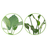 1x Alocasia macrorrhiza + 1x Strelizia nicolai incl. manden bruin - Groene kamerplanten