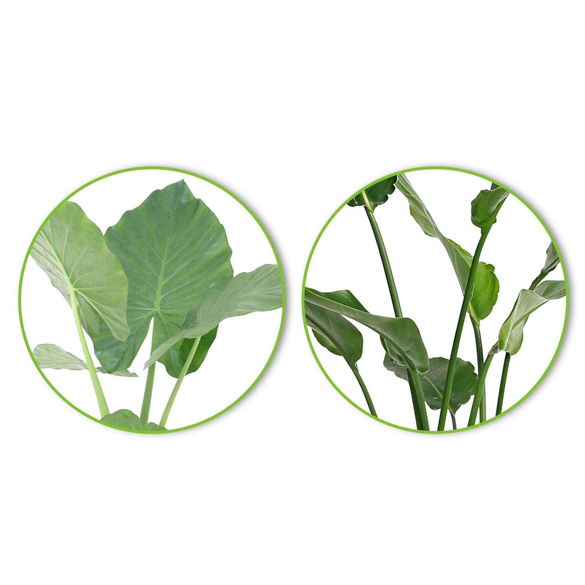 1x Alocasia macrorrhiza + 1x Strelizia nicolai incl. manden bruin - Groene kamerplanten