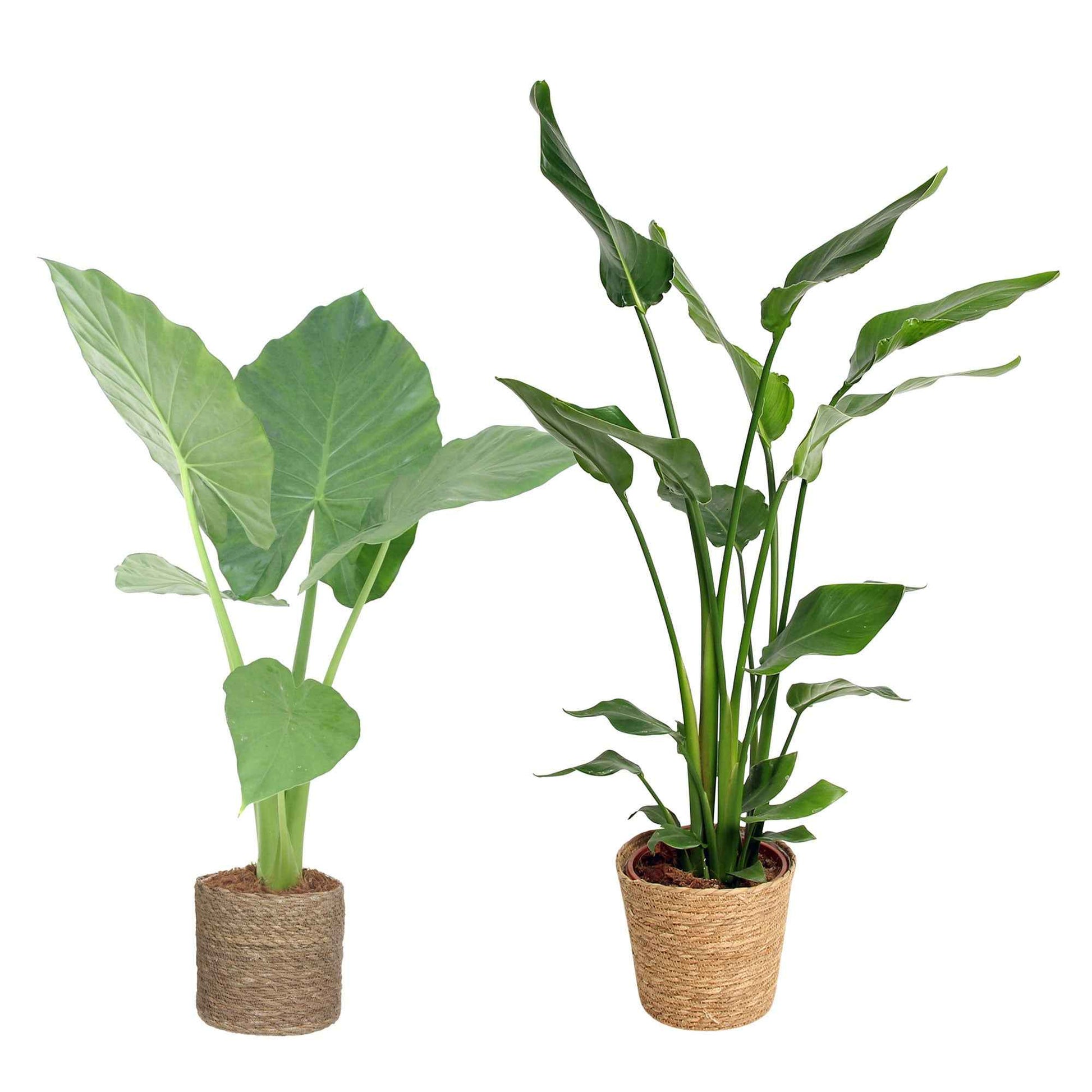 1x Alocasia macrorrhiza + 1x Strelizia nicolai incl. manden bruin - Grote kamerplanten