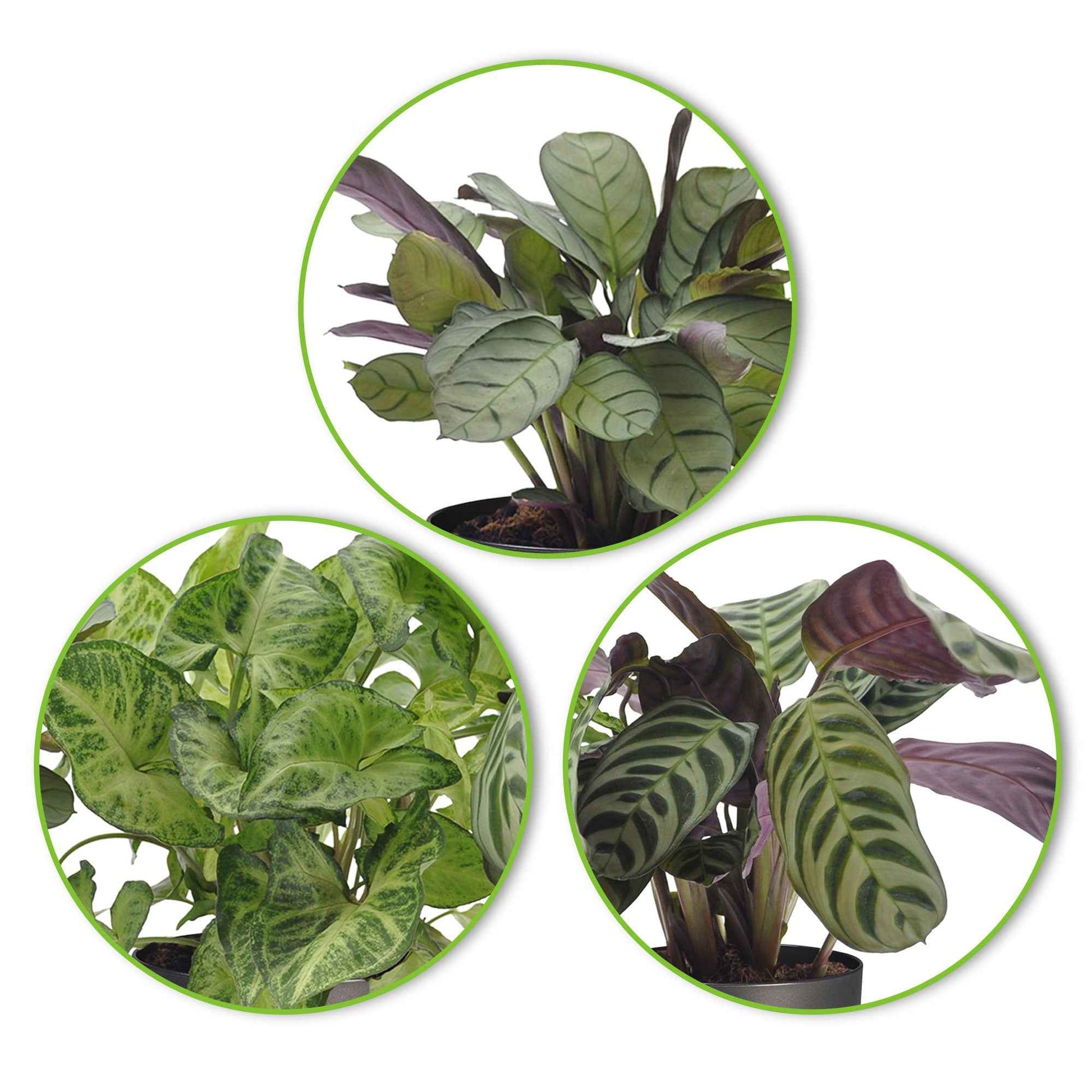 3x Kamerplanten met bladtekening - Mix incl. sierpotten antraciet - Groene kamerplanten
