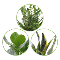 3x Slaapkamerplanten - Mix incl. sierpotten wit - Groene kamerplanten