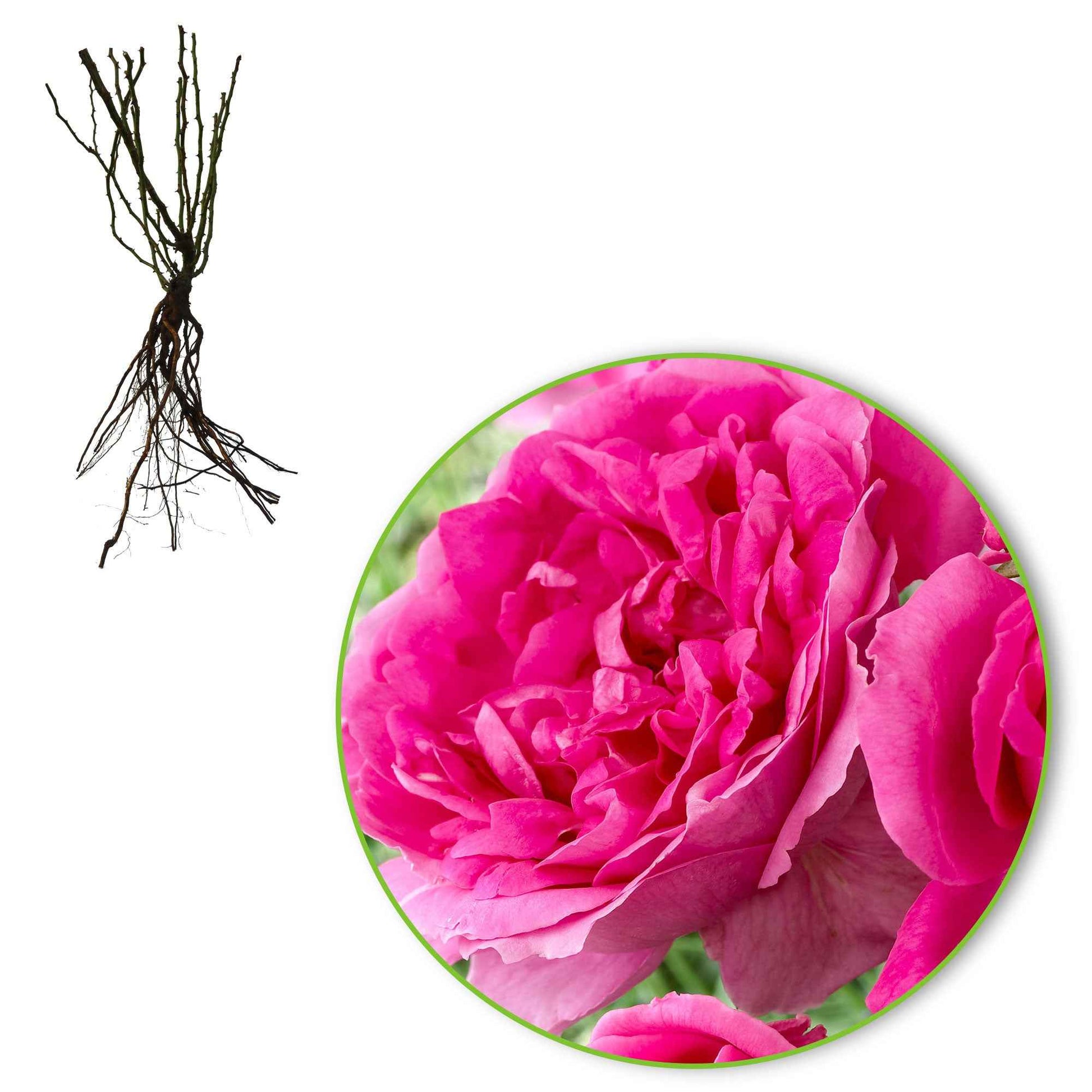 Trosroos Rosa Deutsche Welle roze - Bare rooted - Winterhard - Heesters