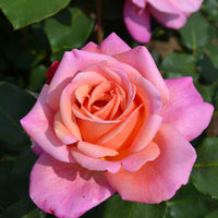 Grootbloemige roos Rosa Myveta ® Roze-Oranje - Bare rooted - Winterhard - Heesters