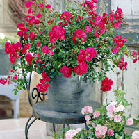 3x Bodembedekkende roos Rosa Fairy Dance ® Rood - Bare rooted - Winterhard - Bodembedekkende rozen