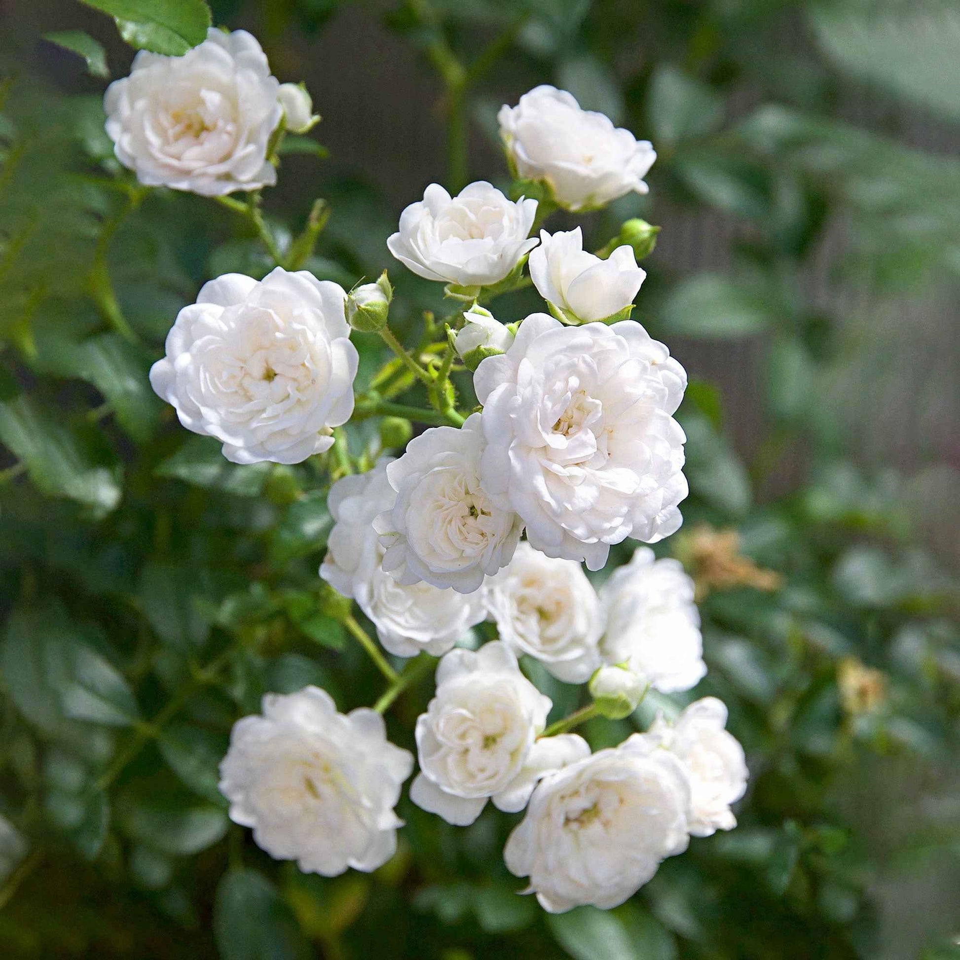 3x Bodembedekkende roos Rosa Crystal Fairy ® Wit - Bare rooted - Winterhard - Bodembedekkers