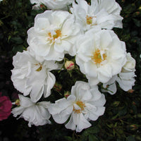 3x Bodembedekkende roos Rosa Diamant ® Wit - Bare rooted - Winterhard - Nieuw outdoor