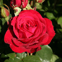 3x Grootbloemige roos Rosa Störtebeker ® Rood - Winterhard - Bare rooted - Nieuw outdoor
