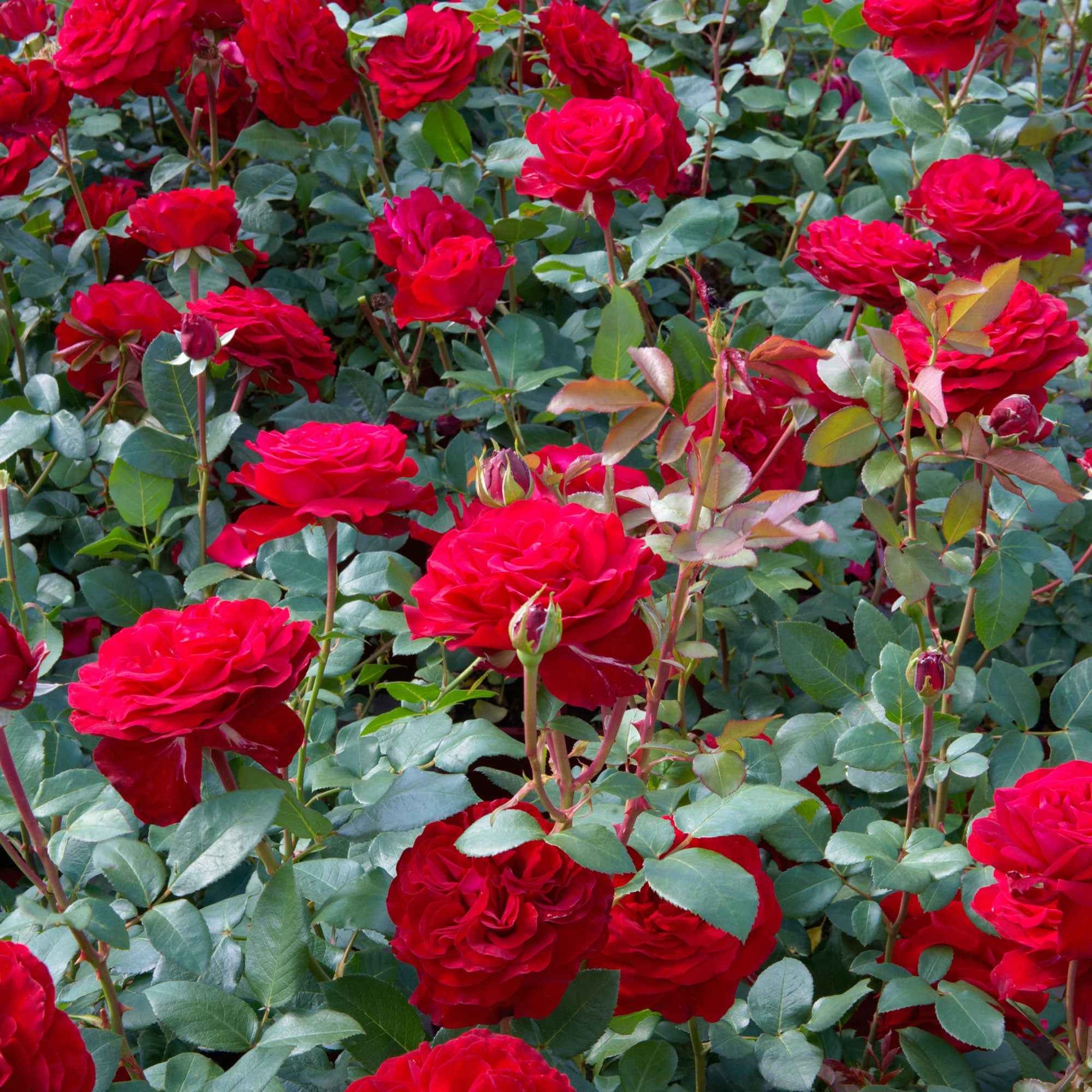 3x Grootbloemige roos Rosa Störtebeker ® Rood - Winterhard - Bare rooted - Grootbloemige rozen