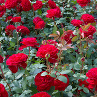 3x Grootbloemige roos Rosa Störtebeker ® Rood - Winterhard - Bare rooted - Heesters