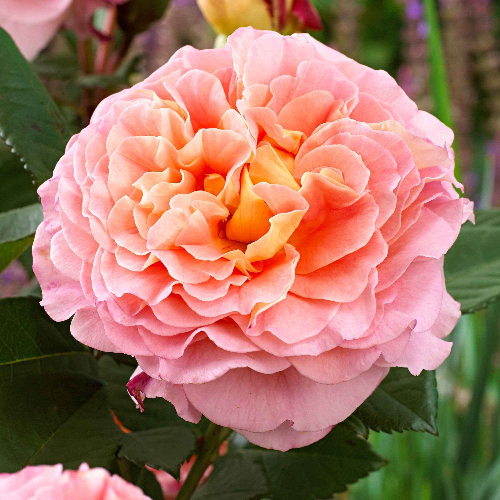 3x Grootbloemige roos Rosa Augusta Luise ® Oranje-Roze - Bare rooted - Winterhard - Nieuw outdoor