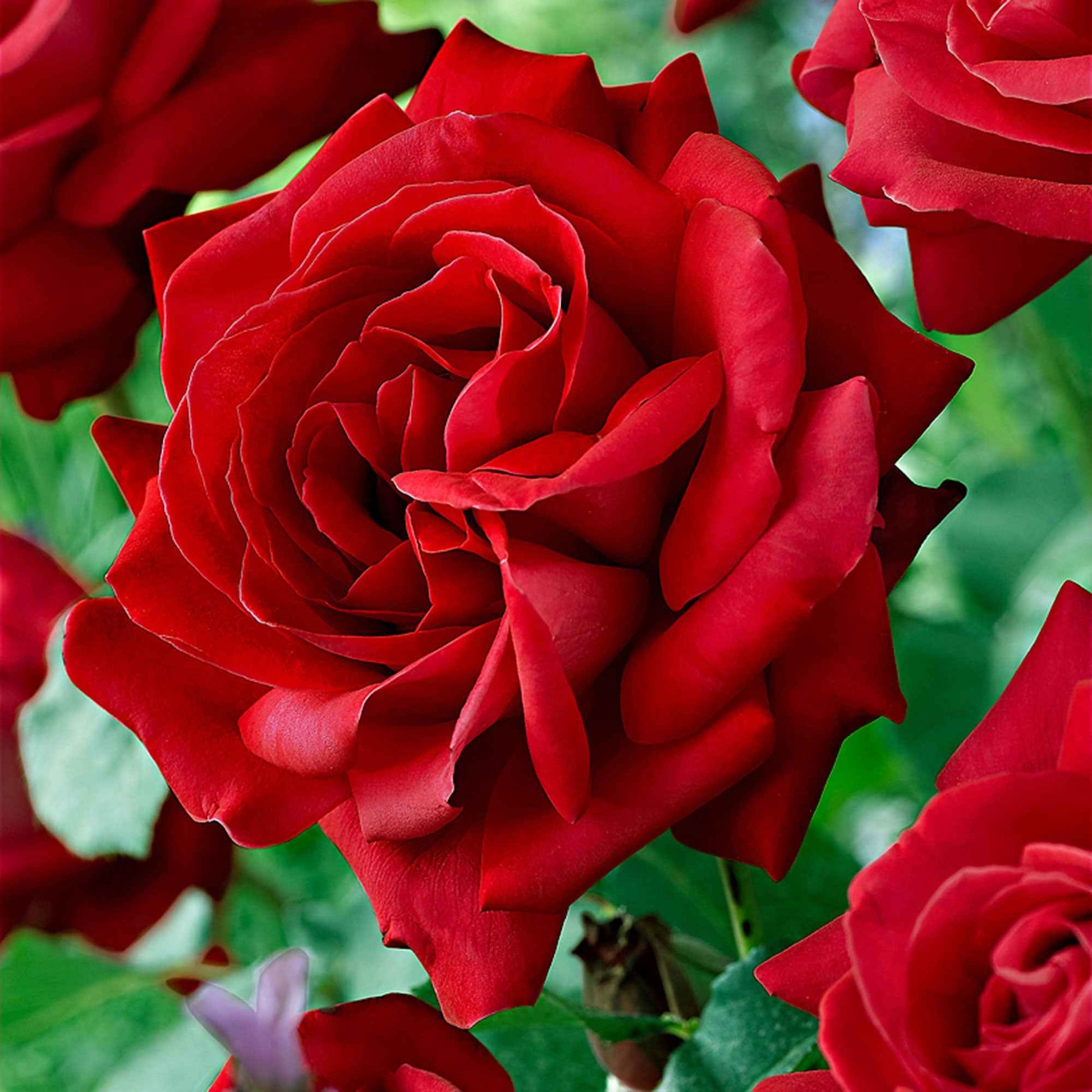 Grootbloemige roos Rosa Dame De Coeur ® Rood - Bare rooted - Winterhard - Plant eigenschap